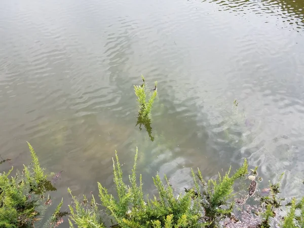 green plants underwater from a flood in a lake or pond