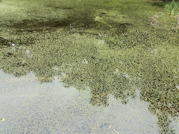 湖の表面にある小さな緑の植物は — ストック写真