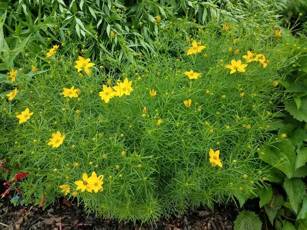 Zelená Rostlina Mnoha Žlutými Květy Kvetoucími — Stock fotografie