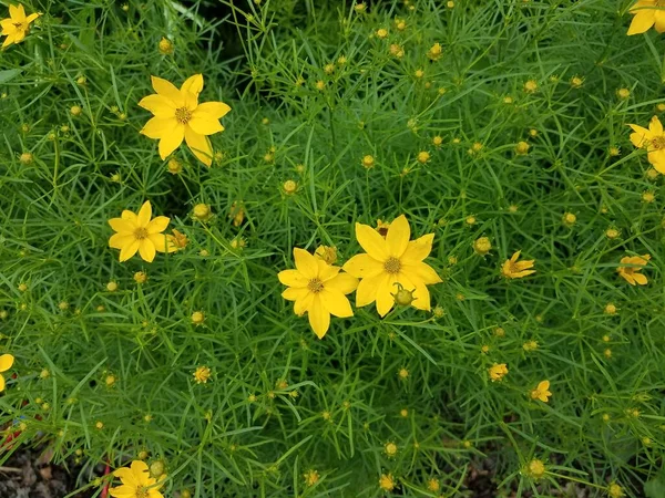 Зеленое Растение Цветущими Желтыми Цветками — стоковое фото