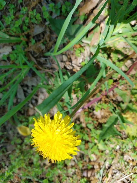 Une Plante Verte Aux Pétales Fleurs Jaunes — Photo