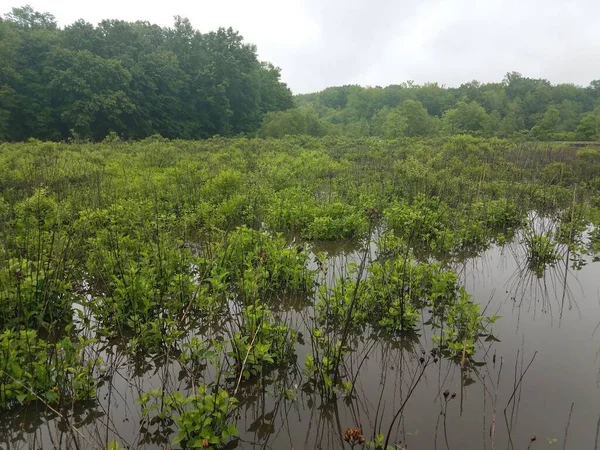 Plantas Verdes Humedal Pantano Con Reflejo Agua — Foto de Stock