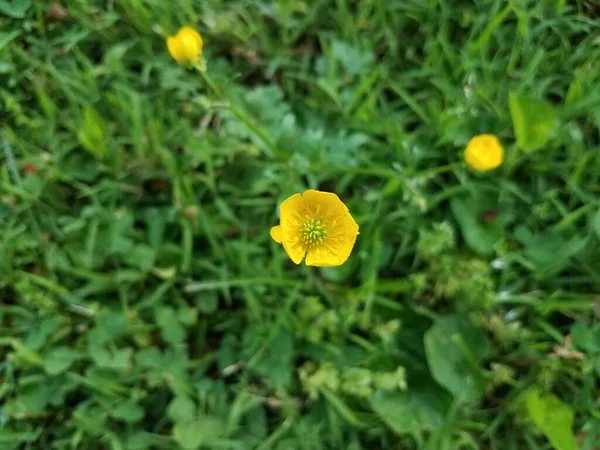 Planta Verde Maleza Con Flor Amarilla Hierba Césped Patio — Foto de Stock