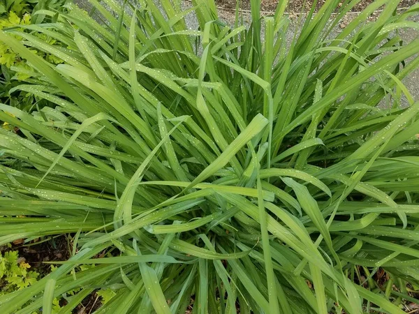 用水滴浇灌的绿色植物 — 图库照片