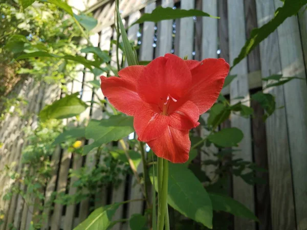 Zielona Roślina Czerwonym Kwiatem Płotem — Zdjęcie stockowe