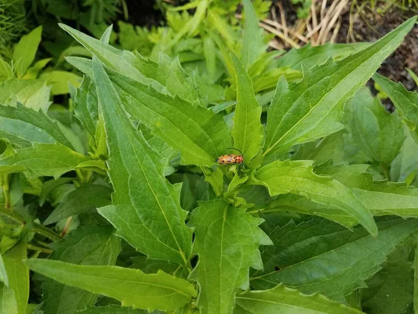 Grüne Pflanze Mit Orangefarbenen Insekten Auf Den Blättern — Stockfoto