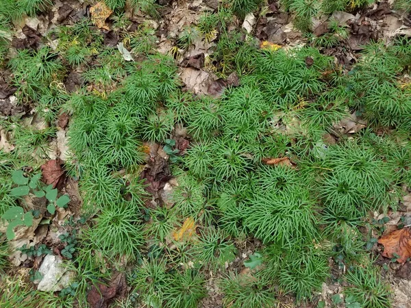 緑の植物は茶色の落ち葉で地面に植えられ — ストック写真