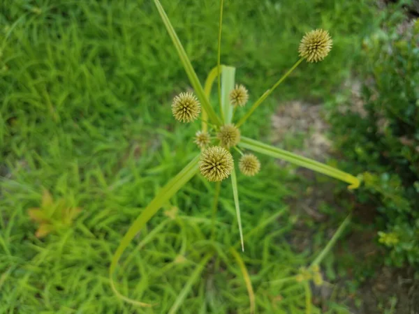 Eine Grüne Pflanze Oder Ein Blühendes Oder Blühendes Gras — Stockfoto