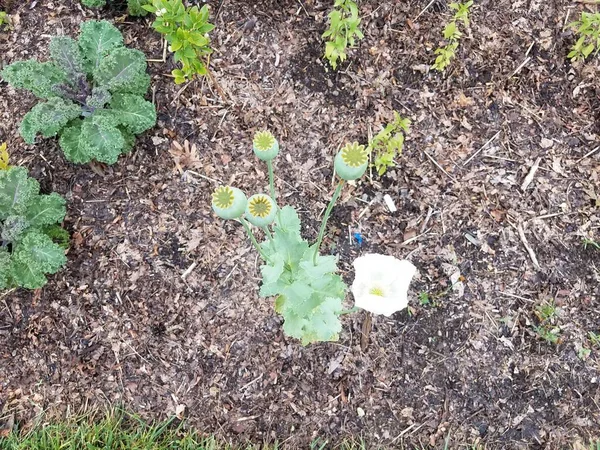 有白花和观赏性卷心菜的绿色植物 — 图库照片