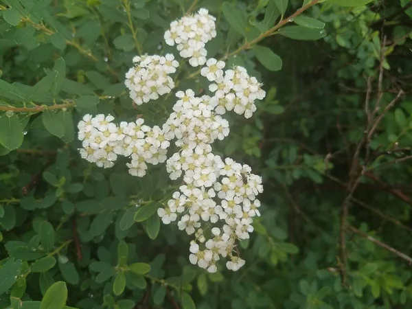 Planta Verde Arbusto Con Pétalos Flores Blancas Floreciendo —  Fotos de Stock