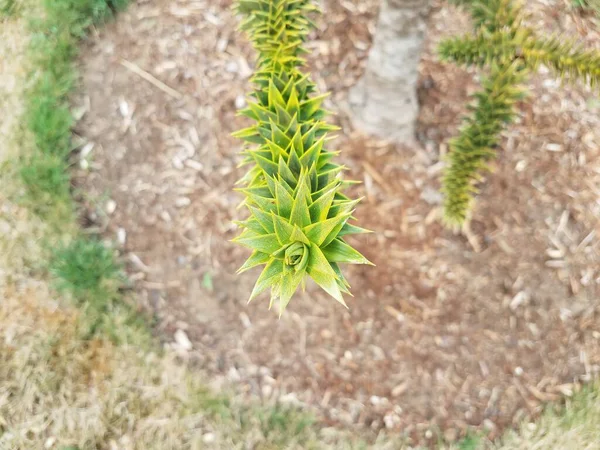 Uma Planta Verde Com Folhas Pontiagudas Pontiagudas Mulch Marrom — Fotografia de Stock