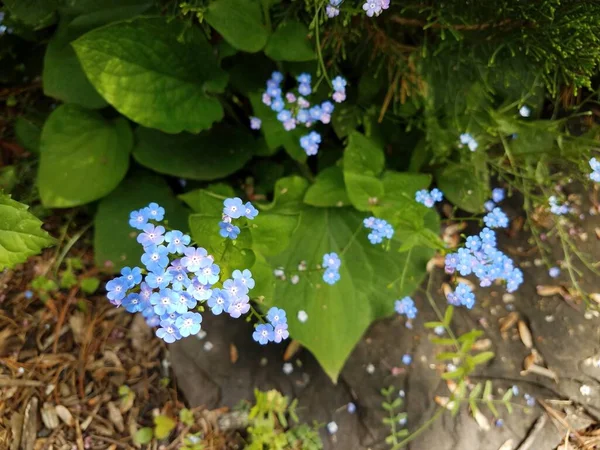 Planta Verde Con Pequeñas Flores Azules Hojas Verdes — Foto de Stock