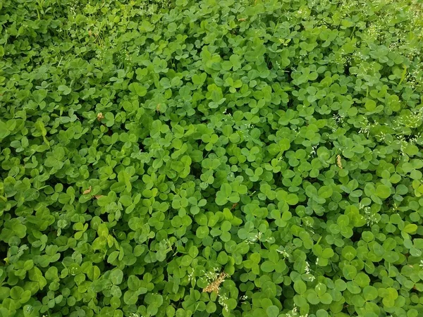 green clover weeds growing on the lawn or yard