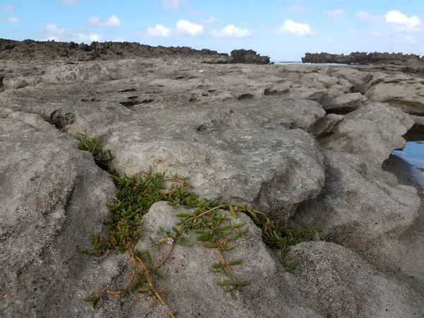 Grüne Pflanze Auf Felsen Mit Wasser Gezeitenpool Strand Von Isabela — Stockfoto