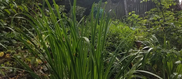 背景中的绿色植物和大型动物的腿 — 图库照片