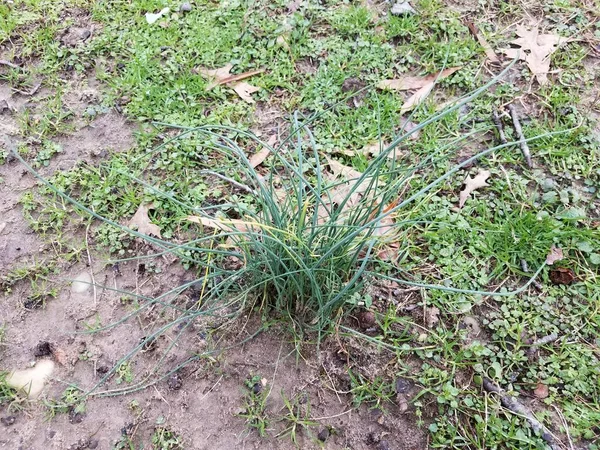 Planta Cebolla Verde Con Tierra Hierba Césped — Foto de Stock