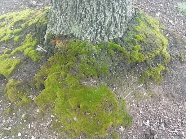 Зеленый Мох Основания Ствола Дерева Корой Почвой — стоковое фото