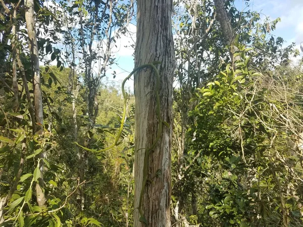 Green Vine Tree Trunk Guajataca Forest Puerto Rico — Stock Photo, Image