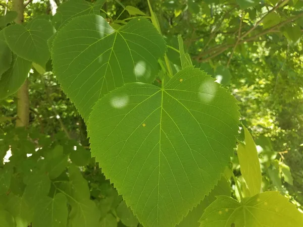 森の中の木の上に大きな緑の葉 — ストック写真