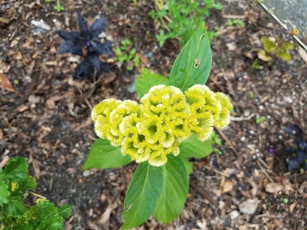 Zelená Rostlina Žlutými Květy Půdě — Stock fotografie