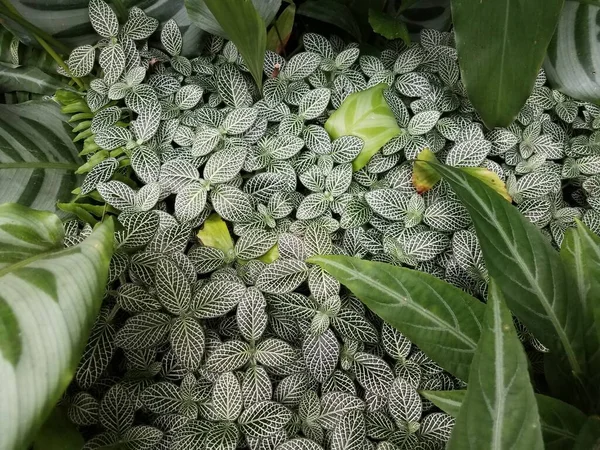 Viele Grüne Blätter Mit Weißen Streifen Oder Adern — Stockfoto