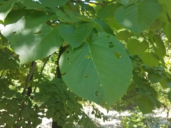 Hojas Verdes Con Muchos Agujeros Ellos Árbol —  Fotos de Stock