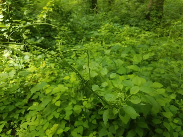Zielona Roślina Lesie Inwazyjnym Chwastem Winnym — Zdjęcie stockowe