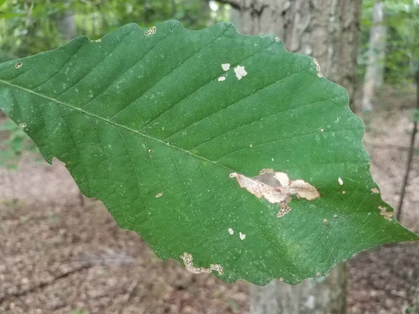 Une Feuille Verte Avec Des Taches Blanches Dessus — Photo