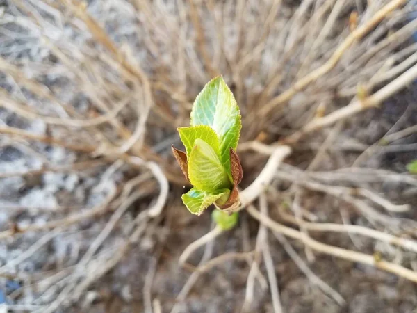 Grüne Blätter Die Frühjahr Braunen Hortensien Wachsen — Stockfoto