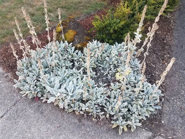 Épis Agneau Vert Gris Avec Rochers Allée Trottoir Ciment Gris — Photo