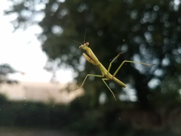 Minuscule Insecte Mante Priante Verte Sur Fenêtre Voiture — Photo