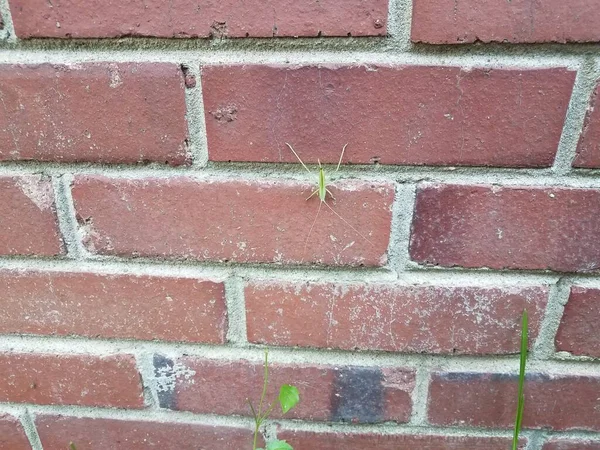 Grote Groene Insect Insect Rode Baksteen Metselwerk Muur — Stockfoto