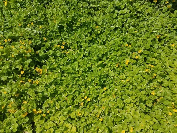 Een Groene Bodembedekker Plant Met Gele Bloemen — Stockfoto