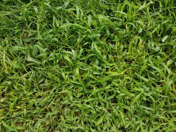 풀밭이나 가까이 잔디밭 — 스톡 사진