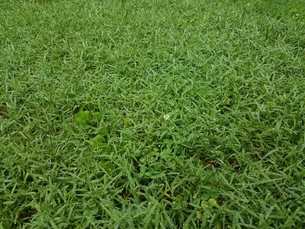 雨や露による水滴のある緑の草や芝生 — ストック写真