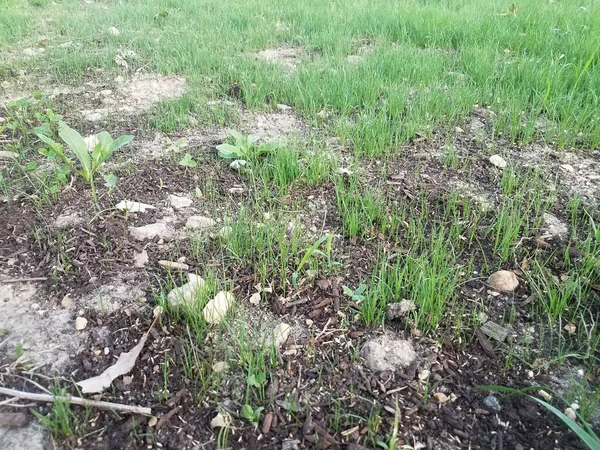 Hierba Verde Malas Hierbas Que Crecen Suciedad Suelo Césped — Foto de Stock