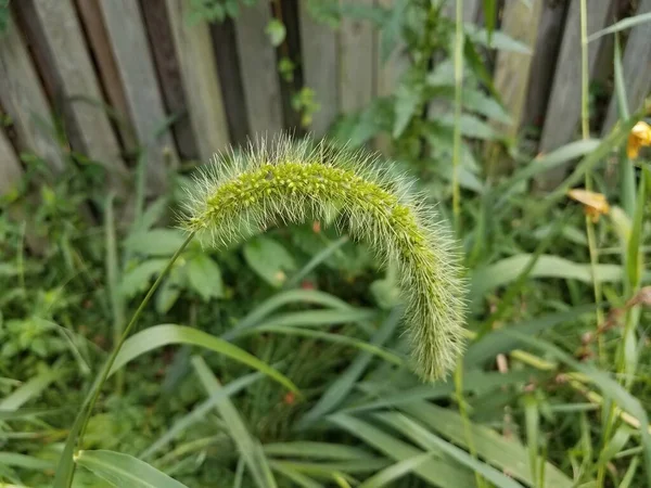 Une Grande Tige Herbe Verte Près Une Clôture Bois — Photo