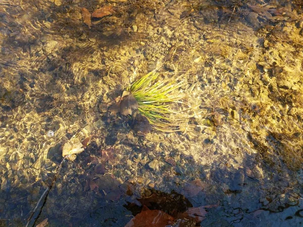 green grass or plant underwater in river with rocks and leaves