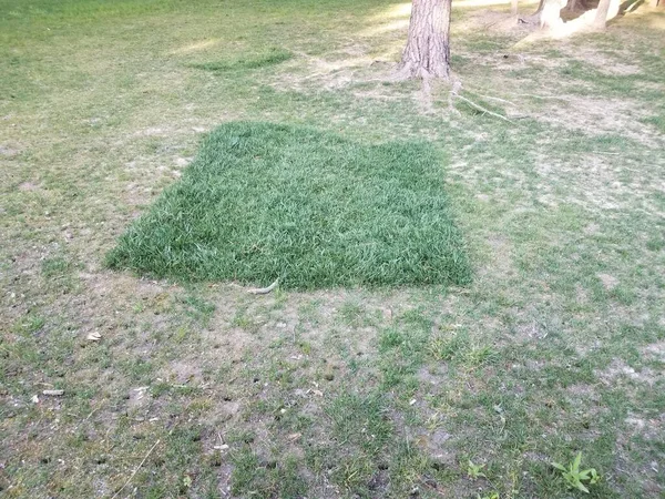 Çimlerin Üzerinde Koyu Yeşil Bir Çim Parçası — Stok fotoğraf