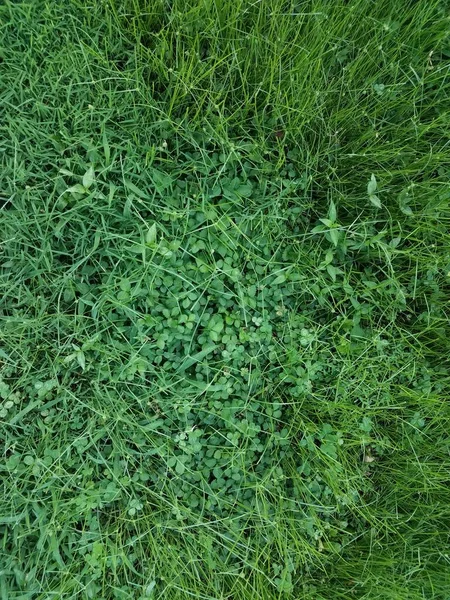 green lawn with grass and clovers and weeds