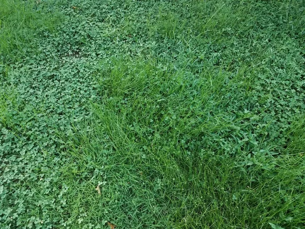 草やクローバーや雑草のある緑の芝生 — ストック写真