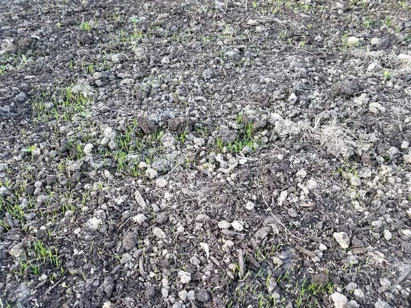 Nouvelle Herbe Verte Poussant Dans Saleté Brune Sol — Photo