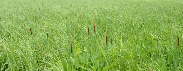 Queues Chat Herbes Vertes Plantes Dans Vent Dans Les Zones — Photo