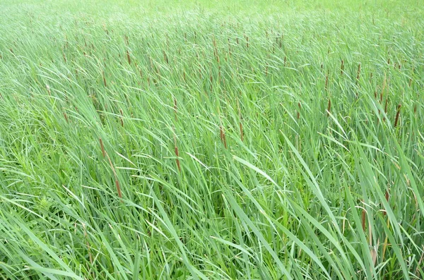 Kattsvansar Och Gröna Gräs Och Växter Vinden Våtmark Eller Träsk — Stockfoto