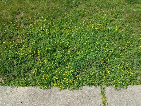 Zielona Trawa Żółty Kwiat Chodnik — Zdjęcie stockowe