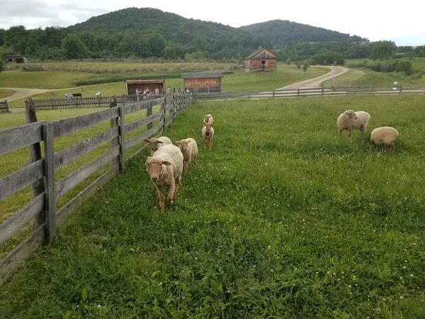 Campo Grama Verde Com Ovelhas Cordeiros Cerca Madeira — Fotografia de Stock