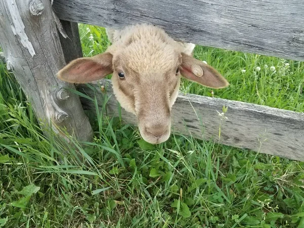 Champ Herbe Verte Avec Moutons Agneaux Clôture Bois — Photo