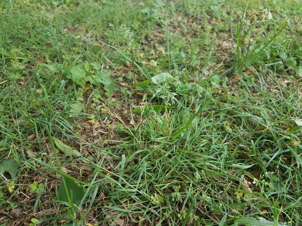 Grünes Gras Und Schmutz Rasen Oder Hof — Stockfoto