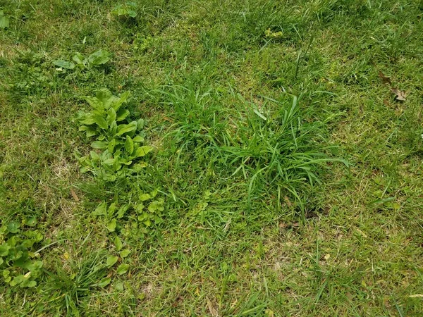Zielona Trawa Brud Trawniku Lub Podwórku — Zdjęcie stockowe