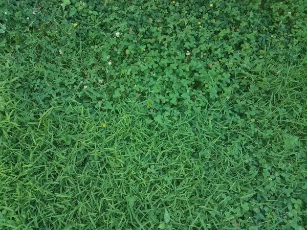 green grass and clovers and weeds in a lawn or yard